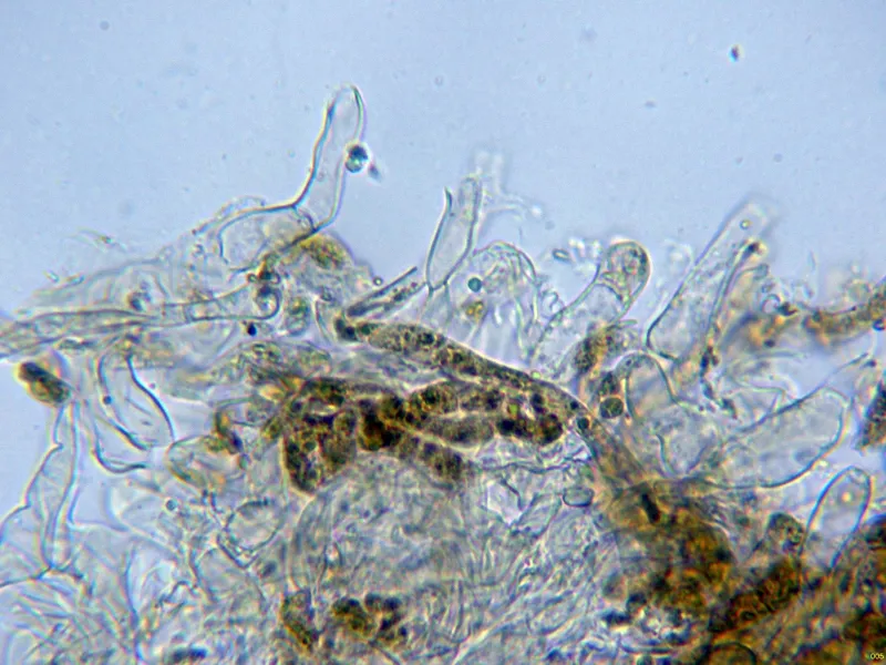 Callistosporium luteo-olivaceum 10 - Suprapellis joven agua -005